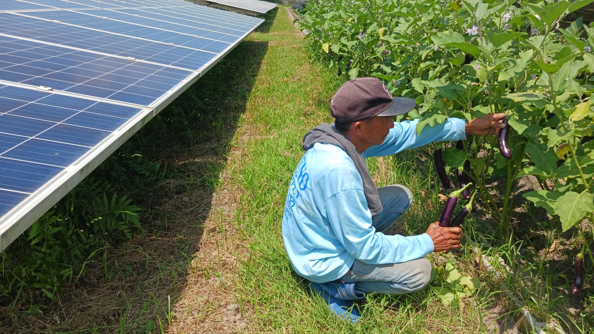A partner farmer at CREC’s solar power plants harvests eggplants from the second batch of the Agrosolar initiative.