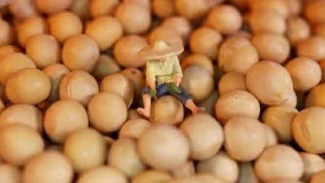 Soybeans are displayed with a farmer miniature. (Reuters Photo)