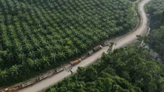Trucks are seen near a palm oil plantation at a village located near Indonesia's projected new capital, known as Nusantara National Capital, in Sepaku, East Kalimantan province, Indonesia. (Reuters Photo)